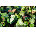 HEDERA algerian 'Bellecour'®