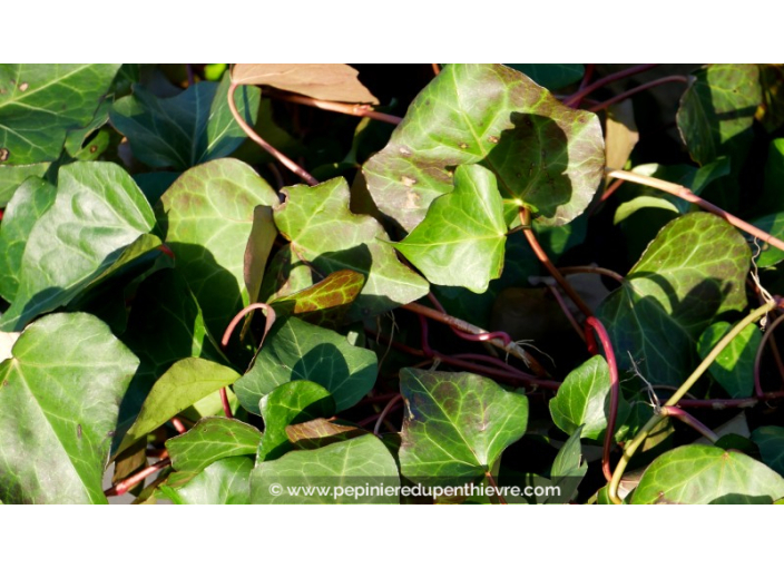 HEDERA algerian 'Bellecour'®