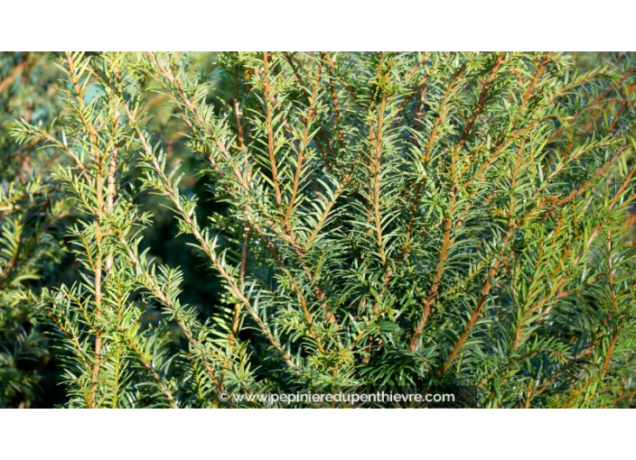 TAXUS baccata