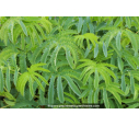 MELIANTHUS major