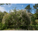 DEUTZIA crenata 'Pride of Rochester' - Printemps
