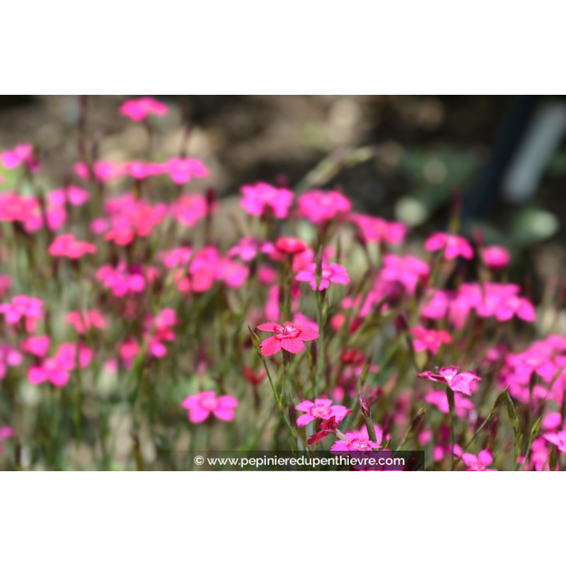 DIANTHUS deltoides 'Brilliant'