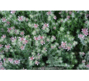 DORYCNIUM hirsutum