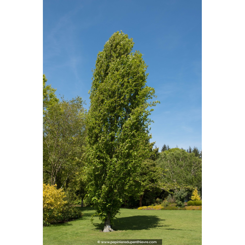 FAGUS sylvatica 'Dawyck'