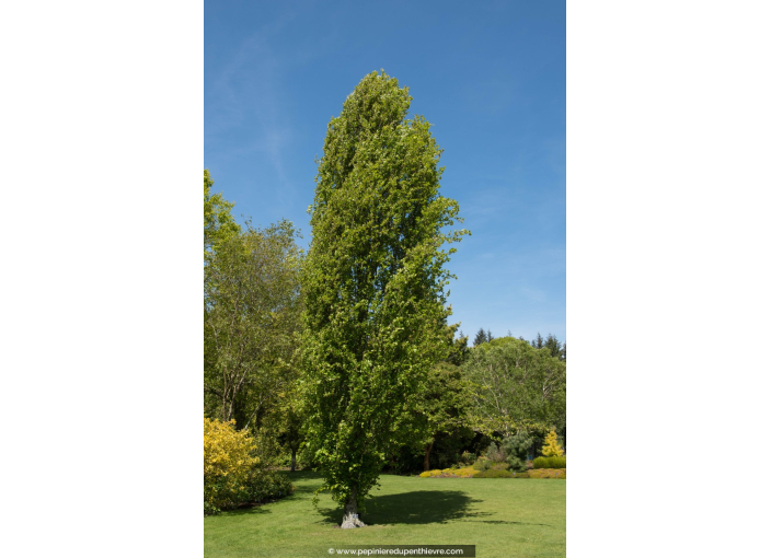 FAGUS sylvatica 'Dawyck'