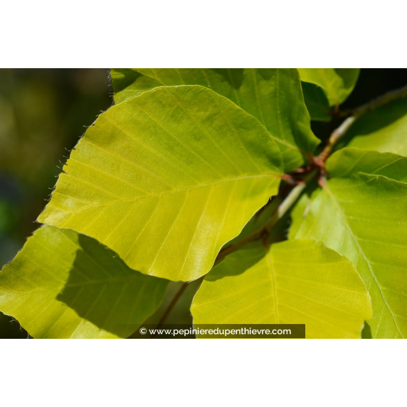 FAGUS sylvatica 'Dawyck Gold'