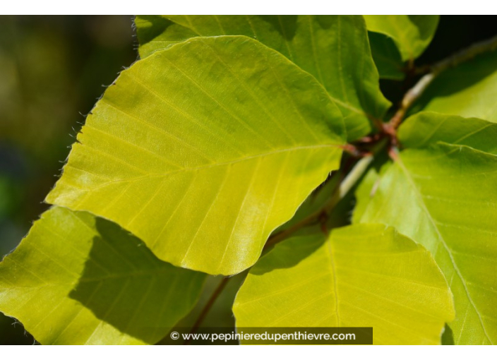 FAGUS sylvatica 'Dawyck Gold'