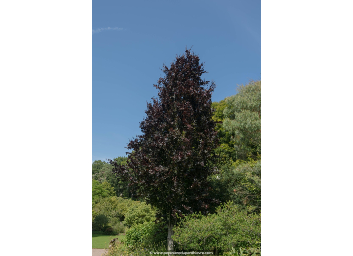 FAGUS sylvatica 'Dawyck Purple'