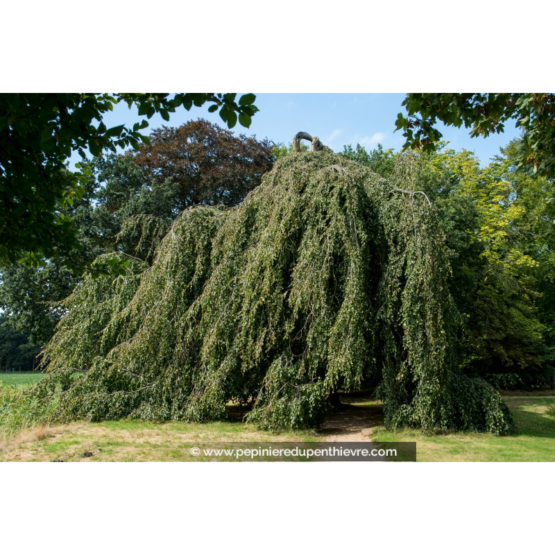 FAGUS sylvatica 'Pendula'