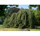 FAGUS sylvatica 'Pendula' FAGUS sylvatica 'Pendula'