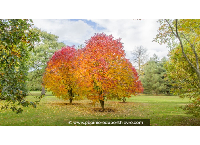 FRAXINUS americana