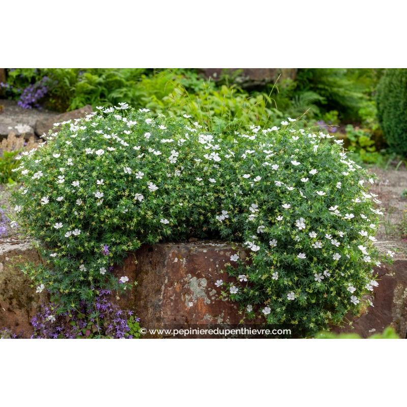 GERANIUM sanguineum 'Album'