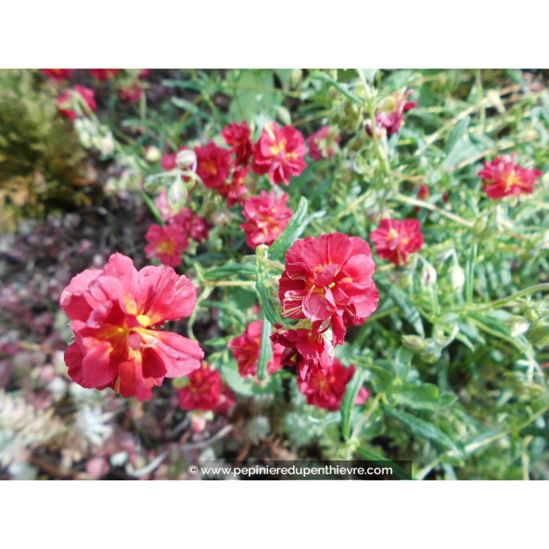 HELIANTHEMUM 'Cerise Queen'