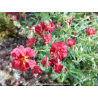 HELIANTHEMUM \'Cerise Queen\'
