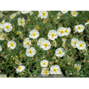 HELIANTHEMUM \'The Bride\'