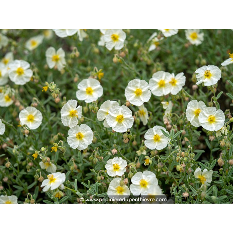 HELIANTHEMUM 'The Bride'