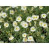 HELIANTHEMUM \'The Bride\'