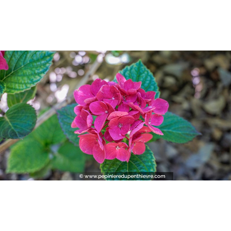 HYDRANGEA macrophylla 'Merveille Sanguine'