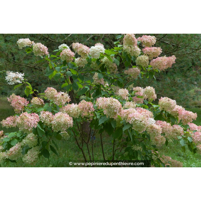 HYDRANGEA paniculata 'Unique'