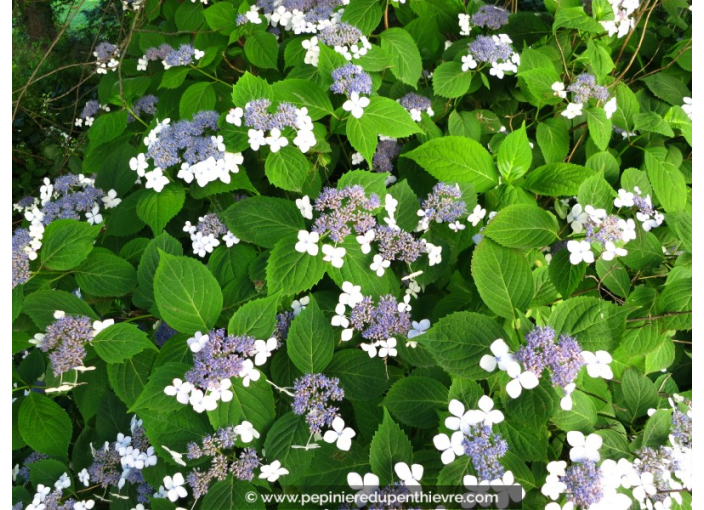 HYDRANGEA serrata 'Bluebird'