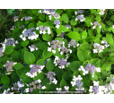 HYDRANGEA serrata 'Bluebird'