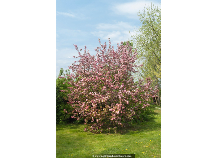 MALUS floribunda