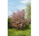 MALUS floribunda