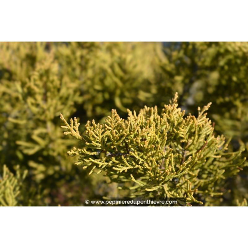 JUNIPERUS x media 'Old Gold'