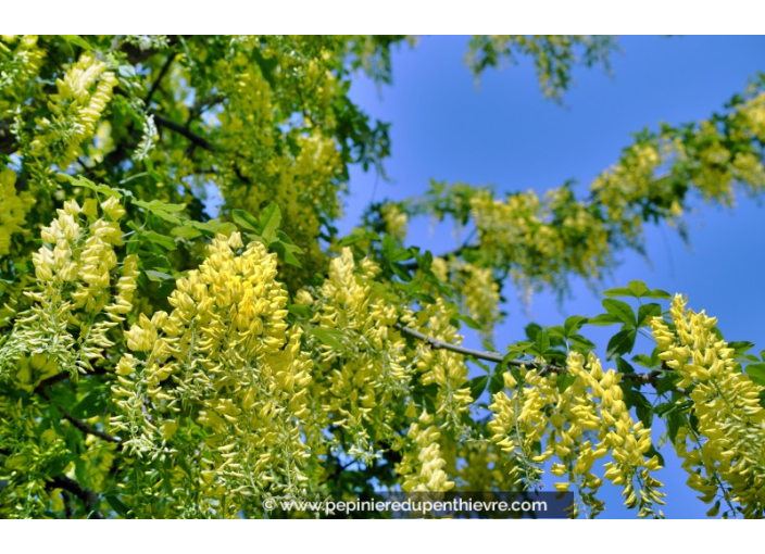 LABURNUM watereri 'Vossii'