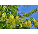 LABURNUM watereri 'Vossii'