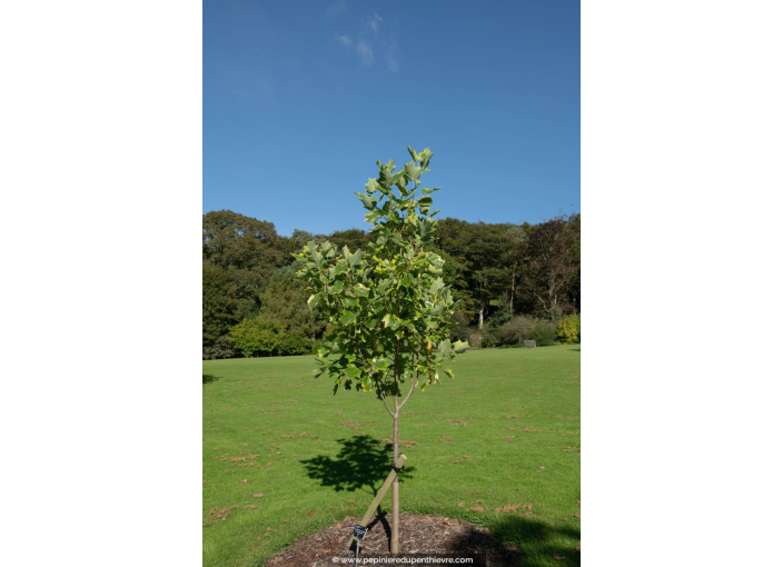 LIRIODENDRON tulipifera 'Aureomarginatum'