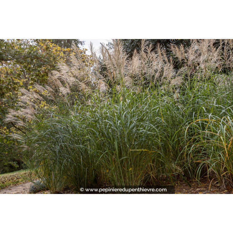 MISCANTHUS sinensis 'Silberfeder'