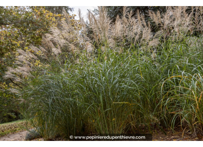 MISCANTHUS sinensis 'Silberfeder'