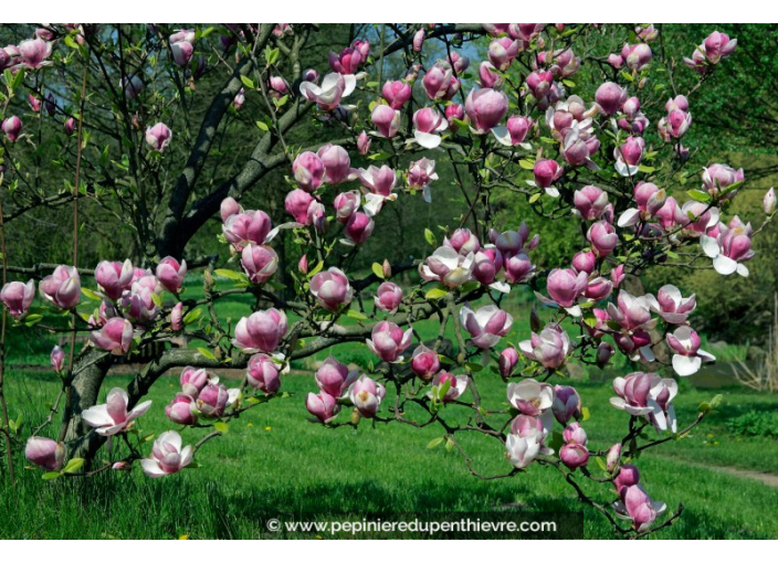 MAGNOLIA soulangeana 'Rustica Rubra'