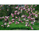 MAGNOLIA soulangeana 'Rustica Rubra'
