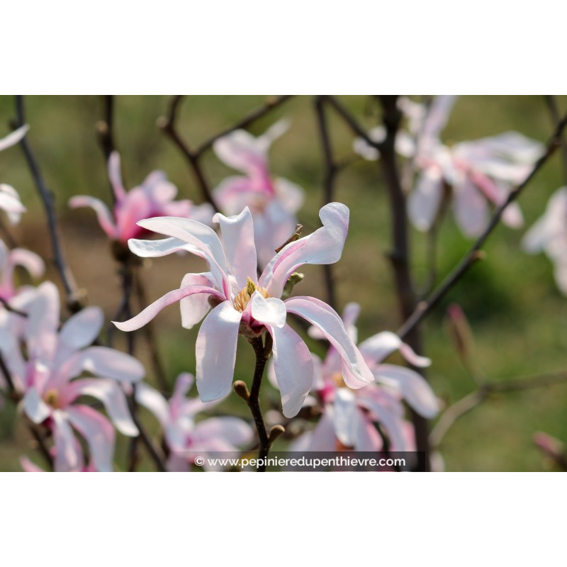 MAGNOLIA stellata 'Rosea'