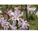 MAGNOLIA stellata 'Rosea'
