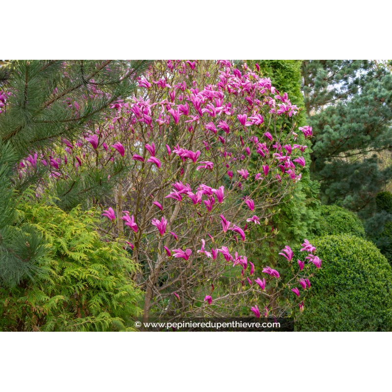 MAGNOLIA 'Susan'