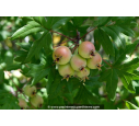 MALUS trilobata MALUS trilobata