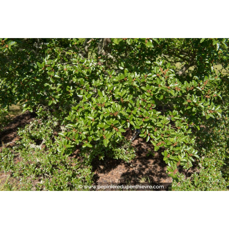 NOTHOFAGUS antarctica