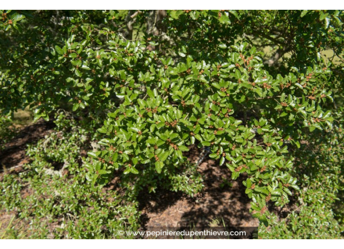 NOTHOFAGUS antarctica