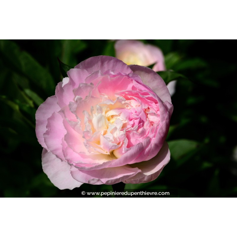 PAEONIA lactiflora 'Shirley Temple'