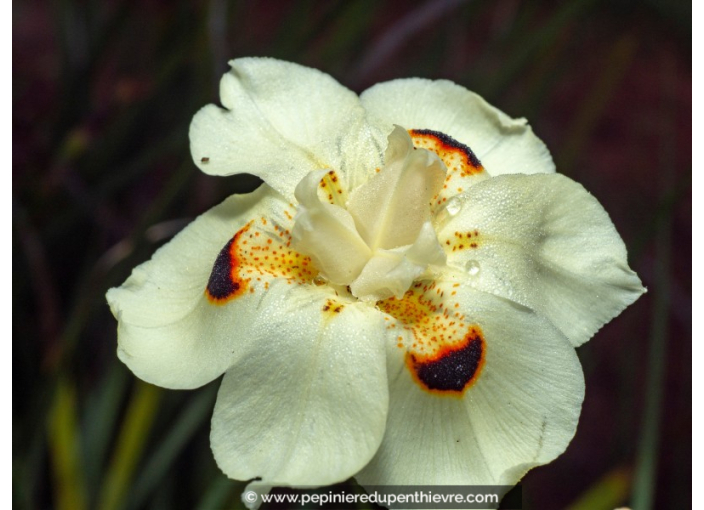 DIETES bicolor