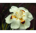 DIETES bicolor DIETES bicolor