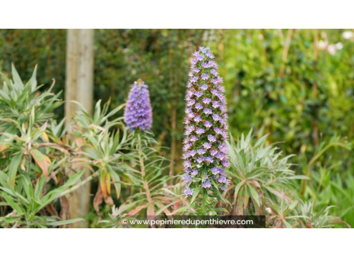 ECHIUM candicans ECHIUM candicans