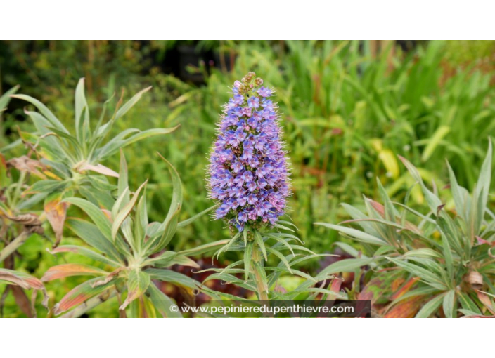 ECHIUM candicans ECHIUM candicans