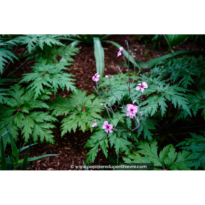 GERANIUM maderense