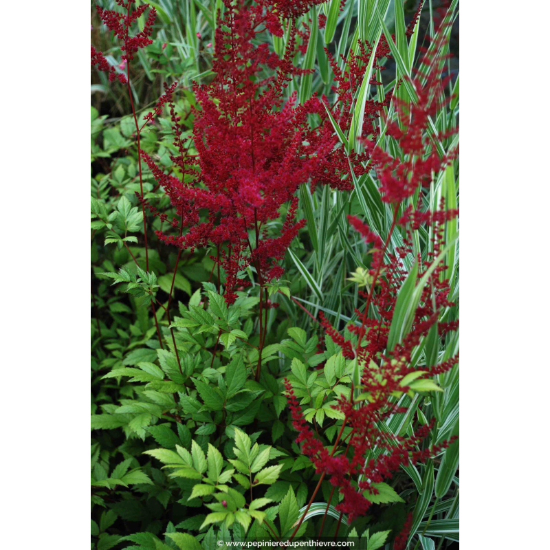 ASTILBE x arendsii 'Glüt'
