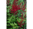 ASTILBE x arendsii 'Glüt'