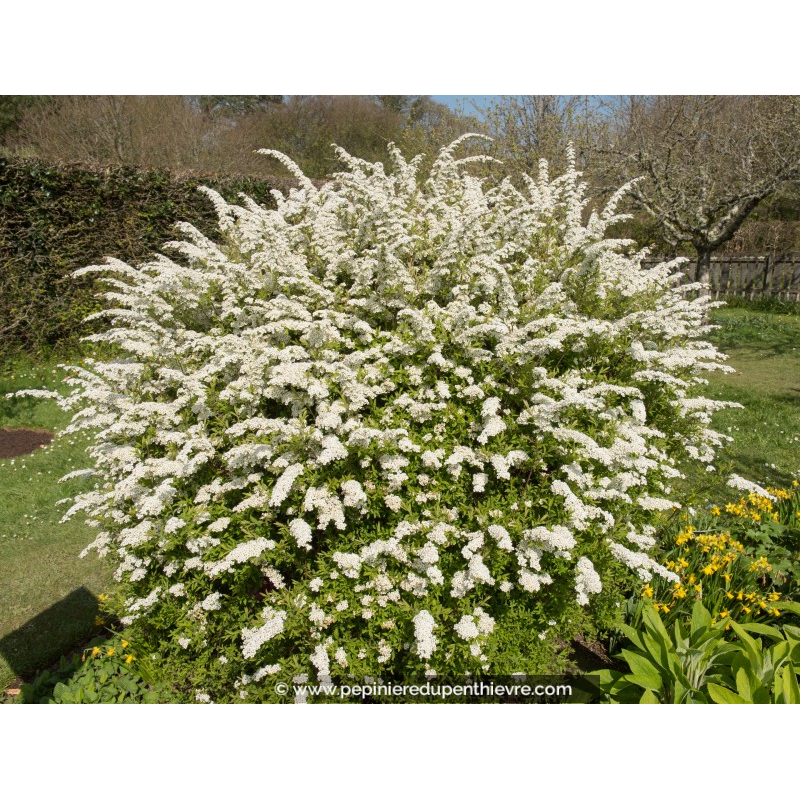 SPIRAEA x arguta
